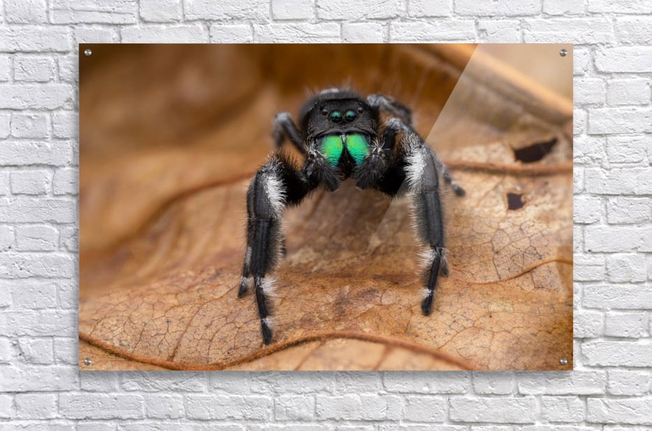 regal jumping spider 5i+ GREEN chelicerae – Marshall Arachnids
