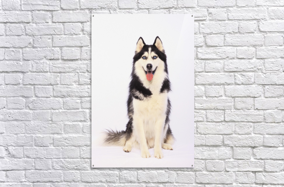Husky canvas prints hot sale