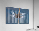 Widow Skimmer Dragonfly  Acrylic Print