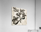 ArtX 528 common fig  Acrylic Print