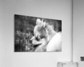 CO 2023 Tiny2 BW  Acrylic Print