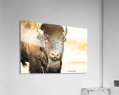 The Stare Close Up  Acrylic Print