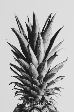 Pinapple Black a White 05