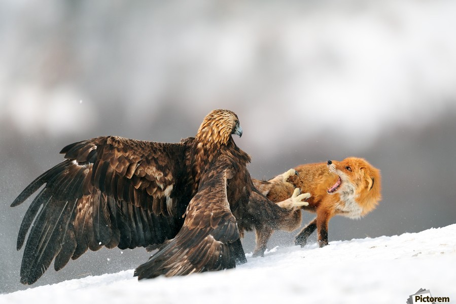 Golden eagle and Red fox - 1x