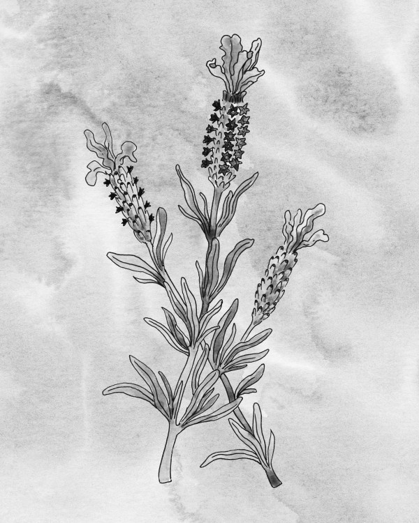 Lavender Simple Gray Botanical Flower On Watercolor Marble Irina  Sztukowski
