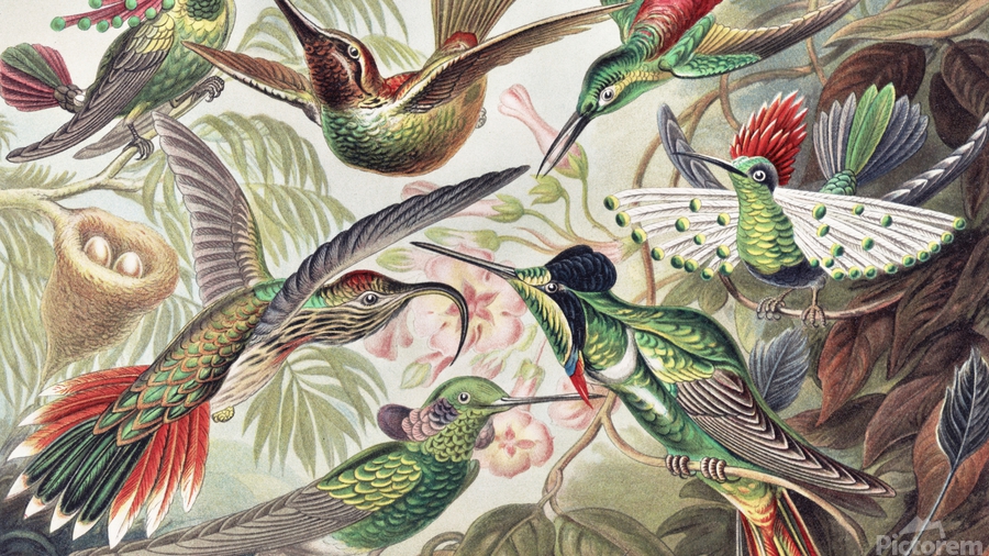 Vintage Blossoms With Birds Wallpaper Mural  Wallmur