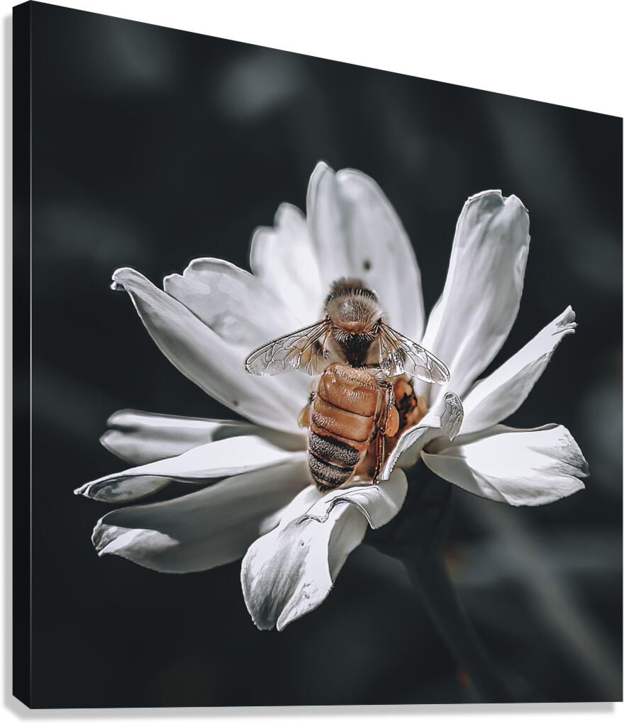 Bee - White Flower  Canvas Print