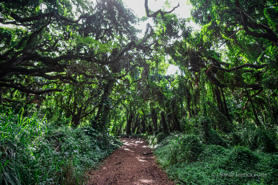 The Whispering Forest