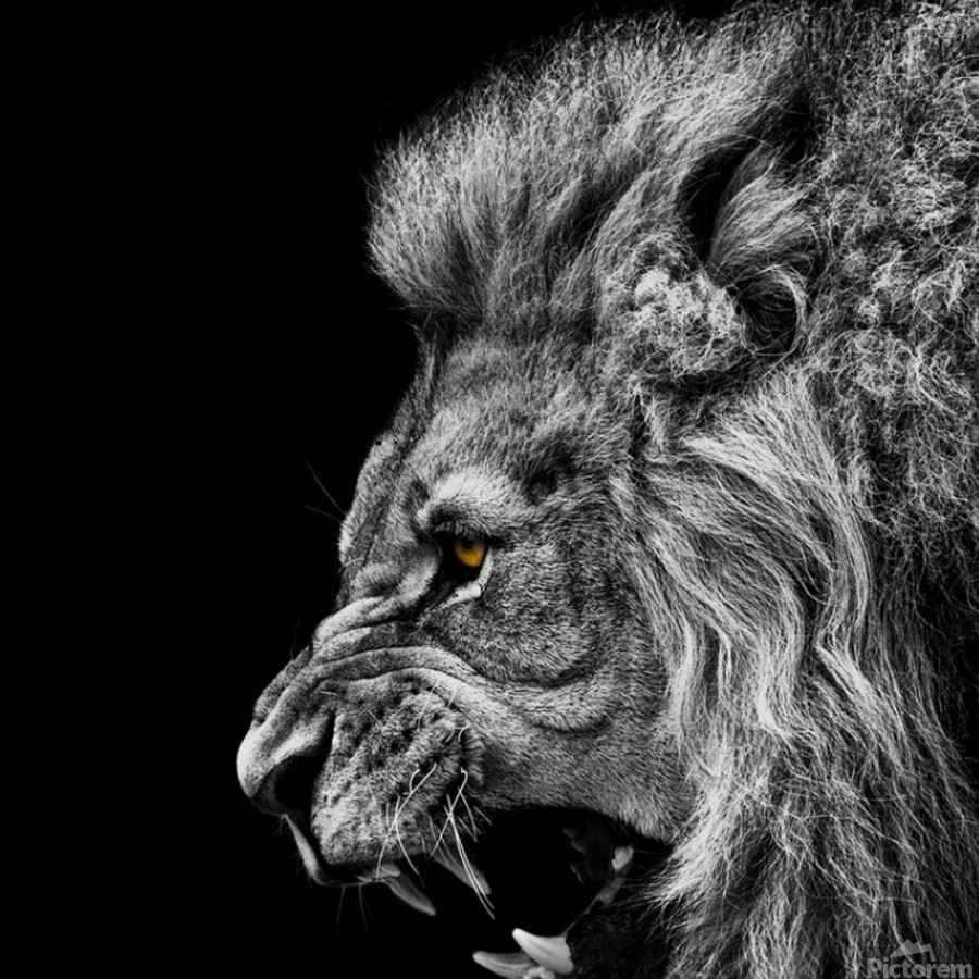 Angry male lion - Shamudy