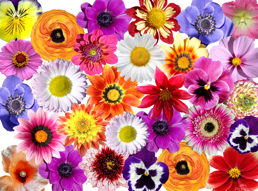 Beautiful colourful flower blossom flower background design floral home  decor decoration - fabartdesigns