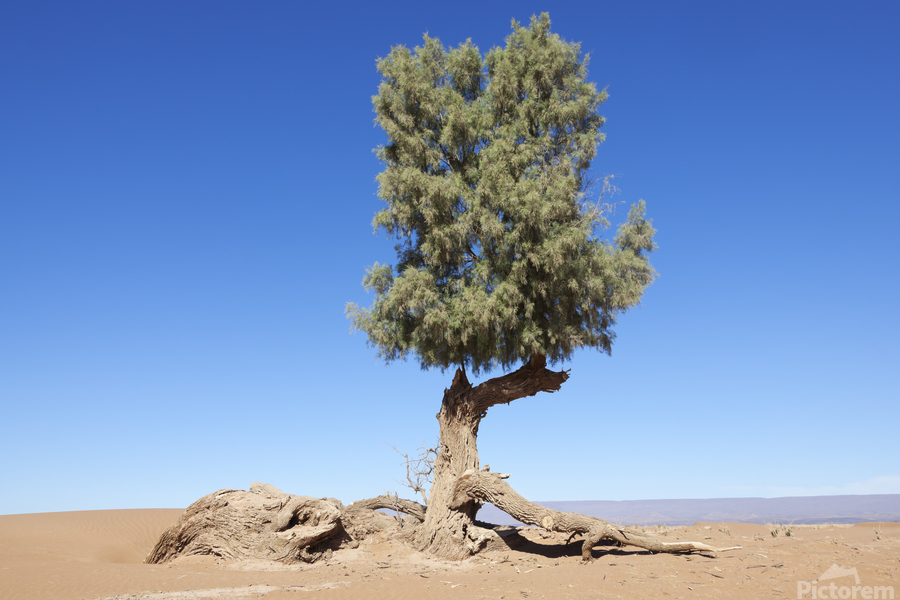 Tamarisk tree in the desert I - Rosa Frei