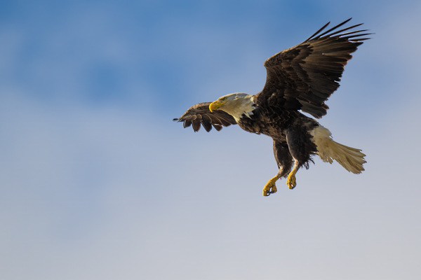 Landing by David Northall