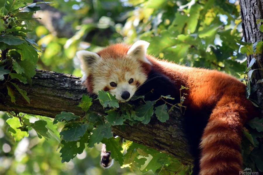 Red Panda Lying on Branch Close up - Kikkia Jackson