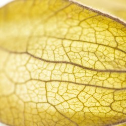 Physalis Lantern on its Side