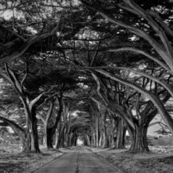 Canopy of Trees in Point Reyes II