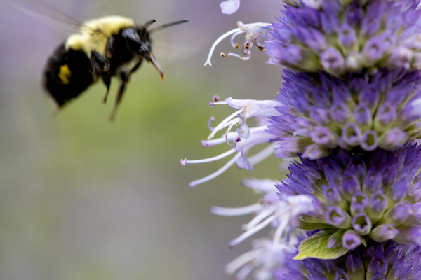 Purple Attraction: Macro Image of Bee Near Lavender by Melissa Lefebvre
