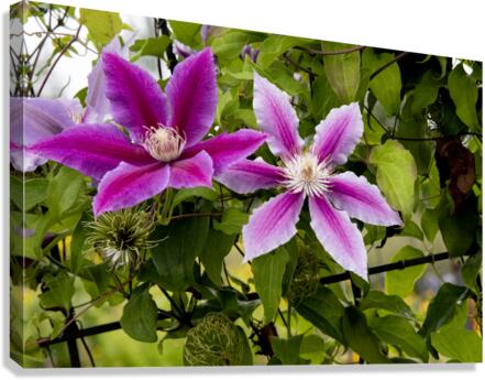 Harmonie delicate : La splendeur des clematites roses en macro dans leur feuillage captivant  Canvas Print