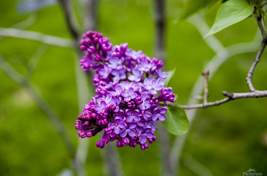 Purple Lilac Blossom 3 - Bob Corson