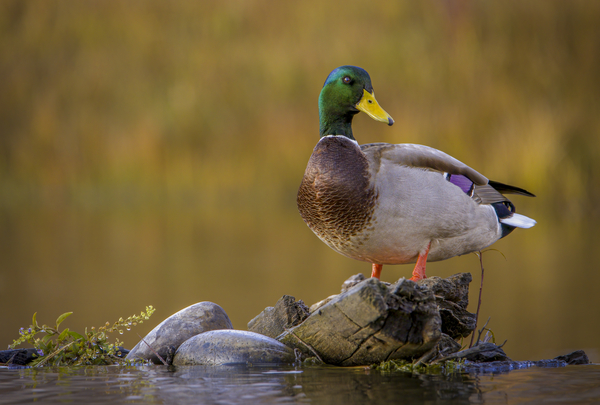 Snake River Drake Mallard - Hartsky Photo Snake River Drake Mallard - Hartsky Photo