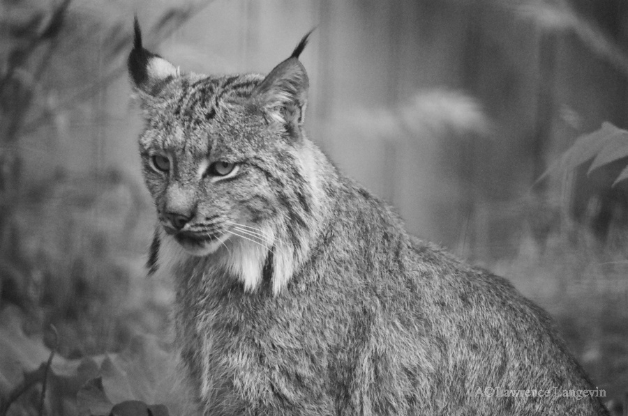 Tempel Mundtlig Afdeling Lynx - Lawrence Langevin