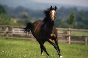 Thoroughbred Horses, Yearlings