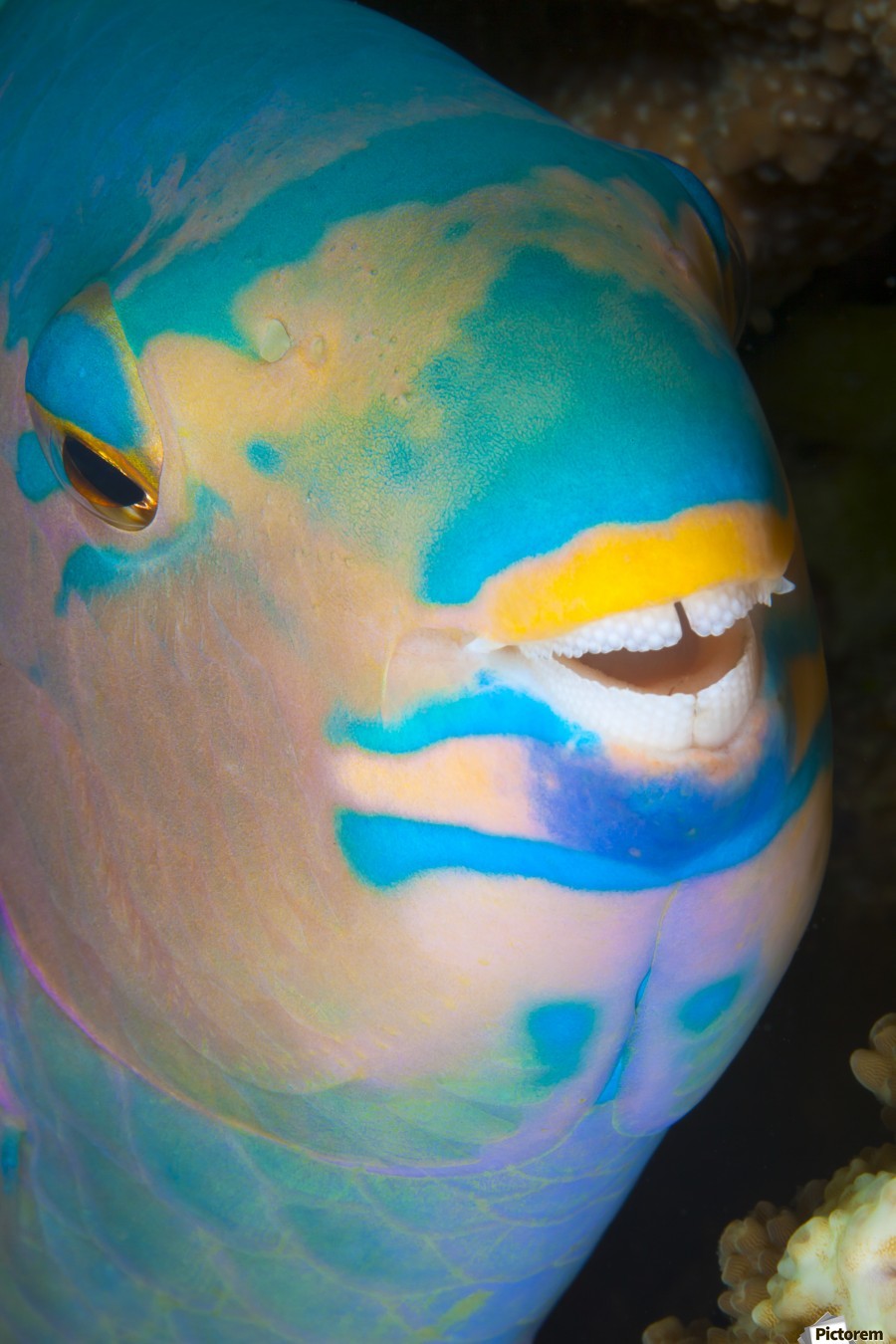 Borrow trolley bus Conductivity A close up look at night of a sleeping three color parrotfish (Scarus tricolor); Fiji - PacificStock Borrow trolley bus Conductivity A close up look at night of a sleeping three color parrotfish (Scarus tricolor); Fiji - PacificStock