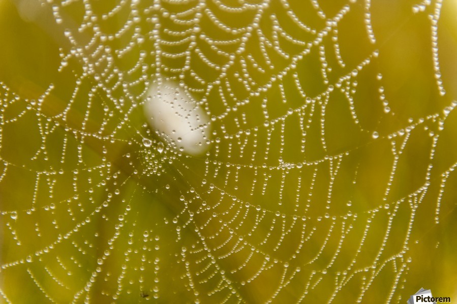 Preserve A Spider Web