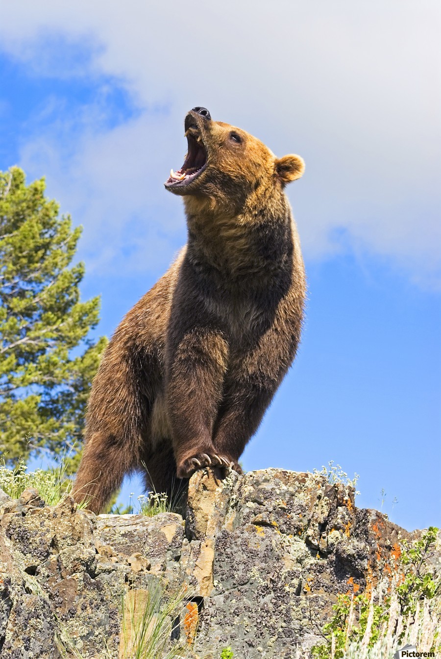 Grizzly Bear Roaring - PacificStock