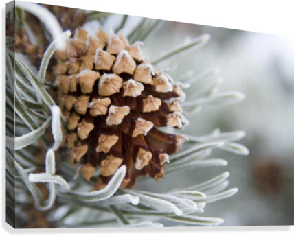 Snow Covered Pinecone Pine Pick Frost Cones -  Log Cabin Decor
