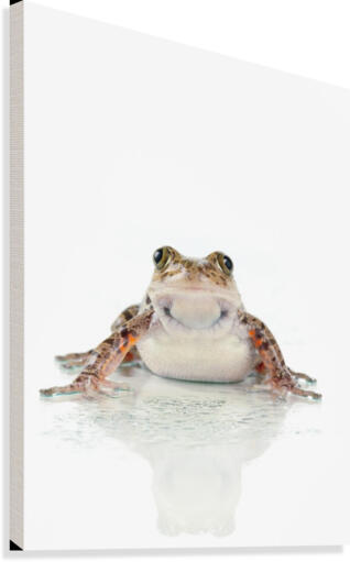 Fire-leg walking frog on white background;St. albert alberta canada -  PacificStock