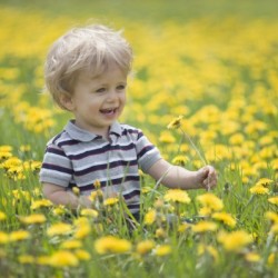 18-Month-Old Boy In Dandelion Field; Thunder Bay, Ontario, Canada