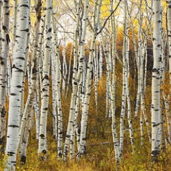 Colorado, Steamboat, Aspen Tree Trunks In Grove, Yellow Autumn Leaves.