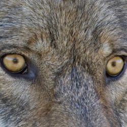 Close Up Of Face And Eyes Of A Gray Wolf, Denal National Park, Interior ...