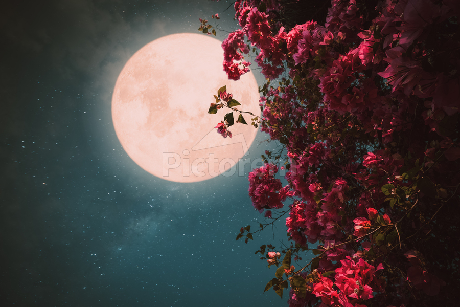 romantic night scene beautiful pink flower blossom night skies with full  moon retro style artwork with vintage color tone 1 - GrapyArt