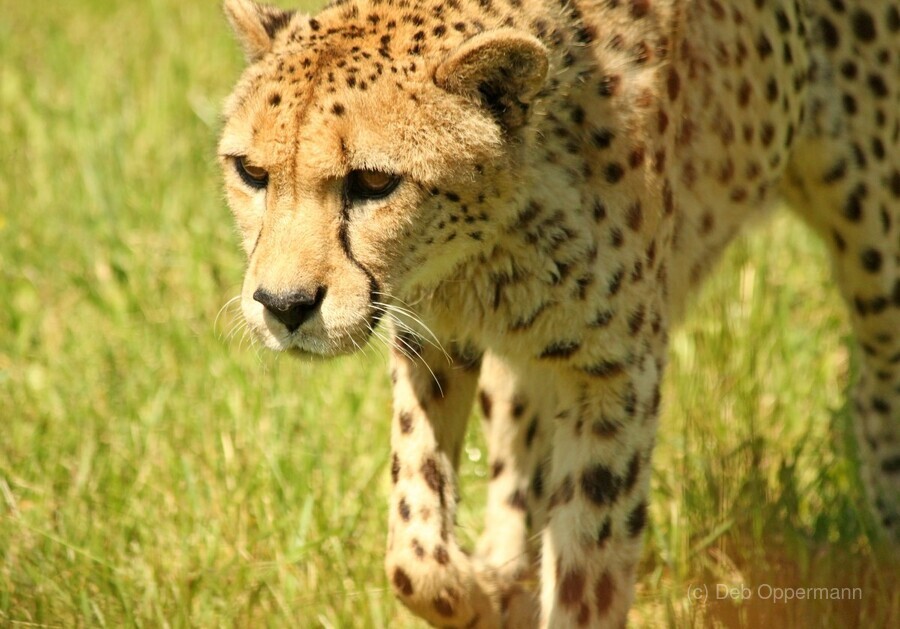 Cheetah The Fastest Land Animal - Deb Oppermann Cheetah The Fastest Land Animal - Deb Oppermann
