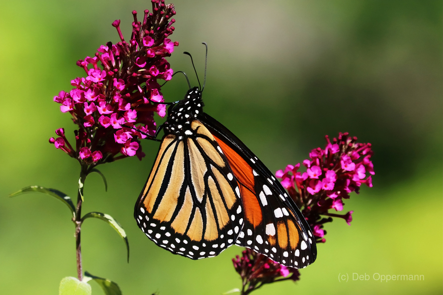 Sweet Nectar And The Monarch - Deb Oppermann
