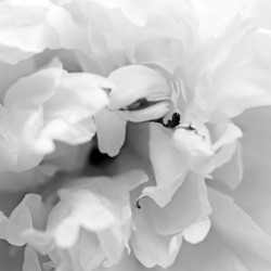 Peony In Black And White