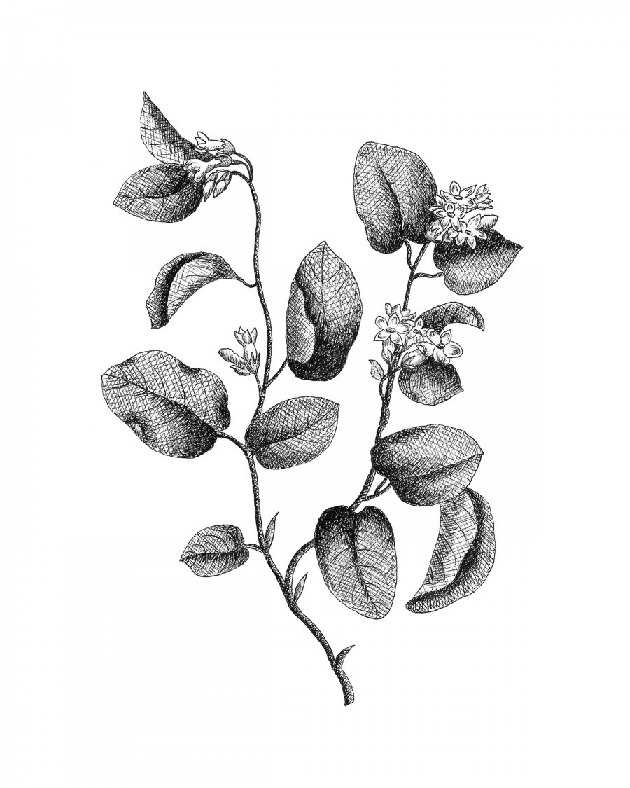 Mayflower Leaf Co