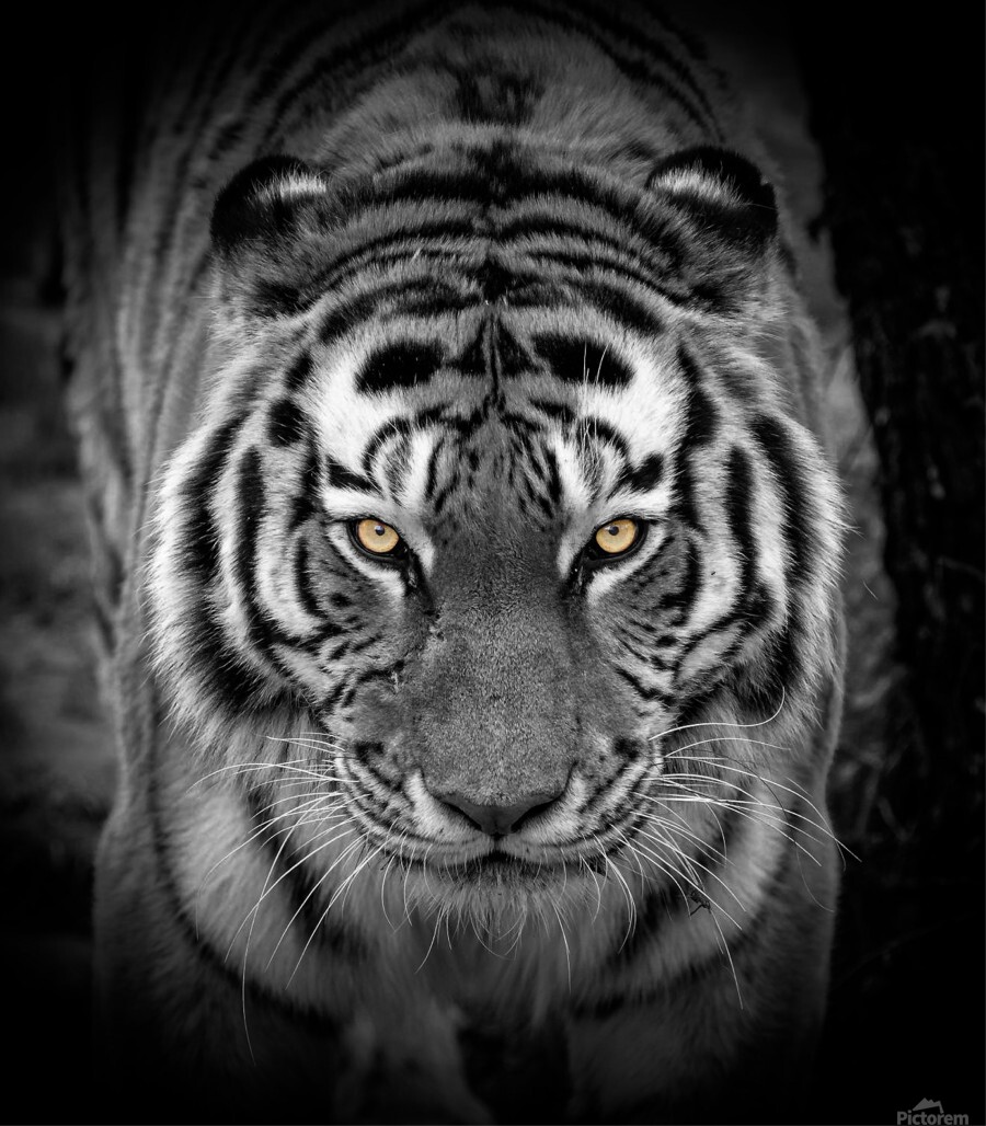 Yellow tiger eyes deals