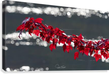 En suspension  Canvas Print