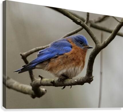Eastern Bluebird male  Canvas Print