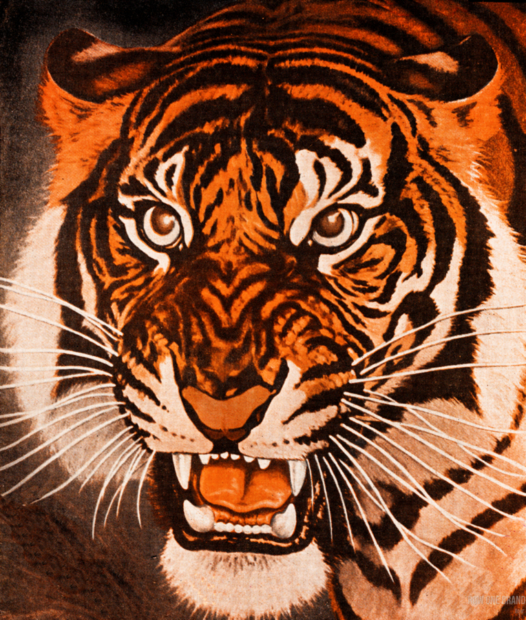 Vintage Tiger Hockey Art - Row One Brand