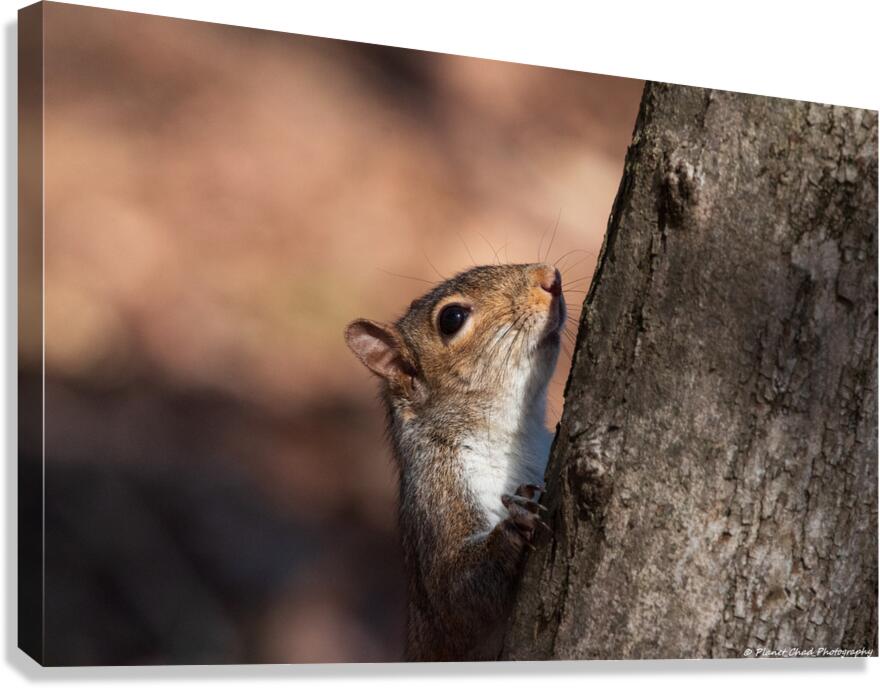 Squirrel in the Sunlight  Canvas Print
