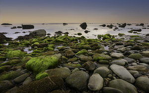 Green rope seaweed