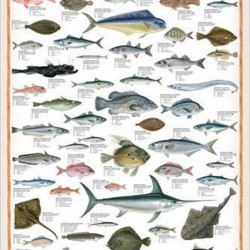 Mediterranean Fish - VINTAGE POSTER