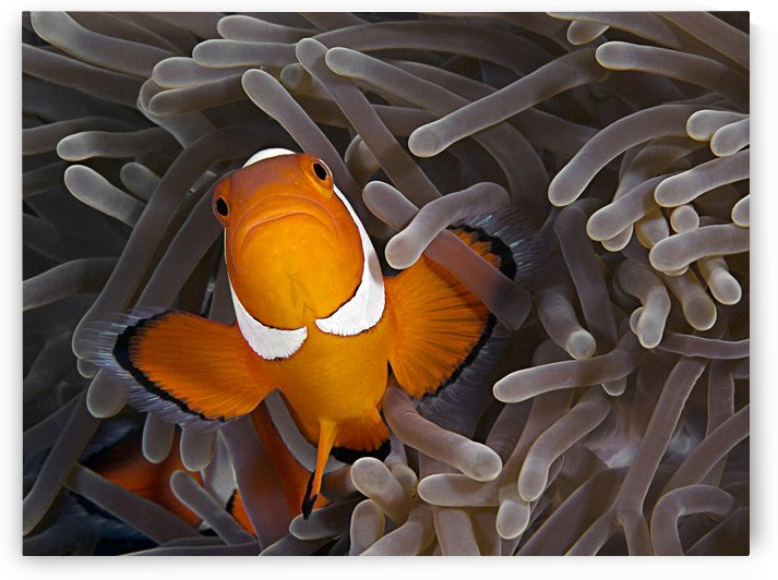 Anemonefish by 1x