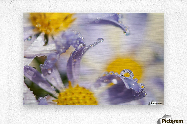 Dew drops balance on Aster blossoms; Astoria, Oregon, United