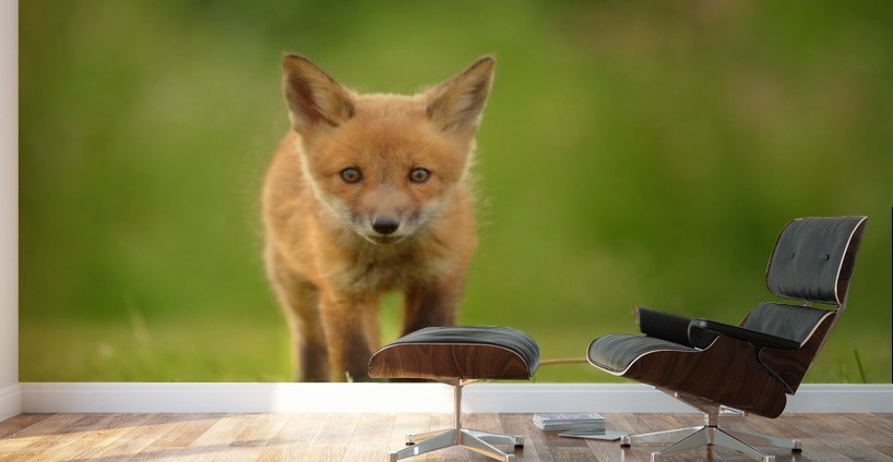 Baby Red Fox - 1x