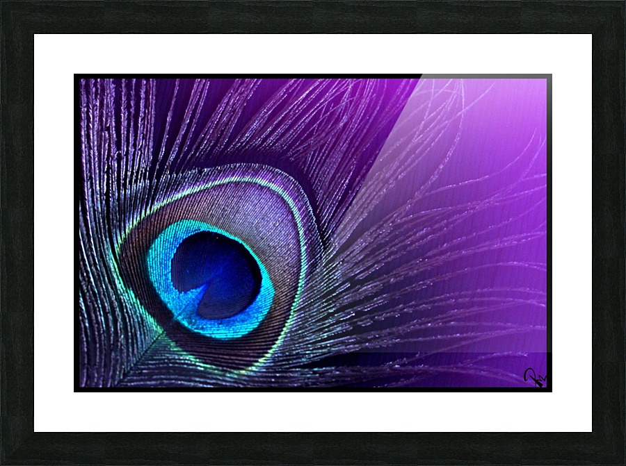 Color Set Purple Peacock – Joy Color Art®