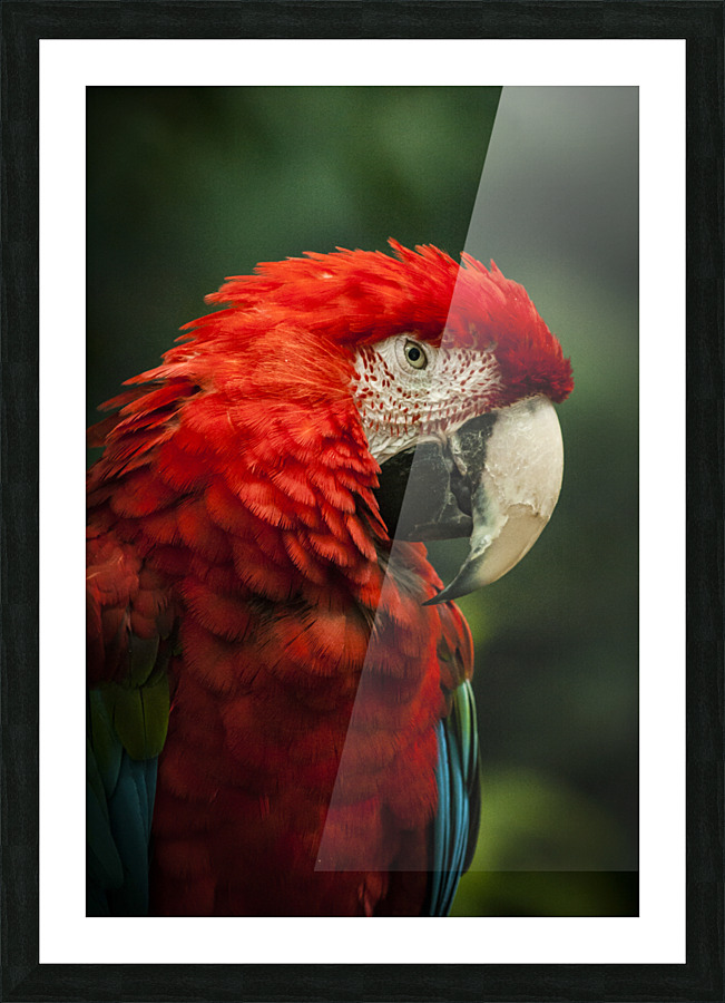 Custom Parrot Portrait Parrot Painting Bird Portrait Custom 